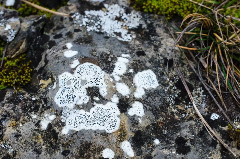 Wart Lichen photo 5
