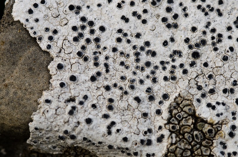 Wart Lichen photo 6