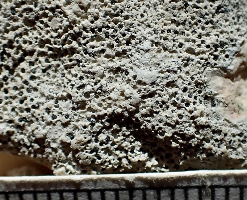 Wart Lichen photo 7