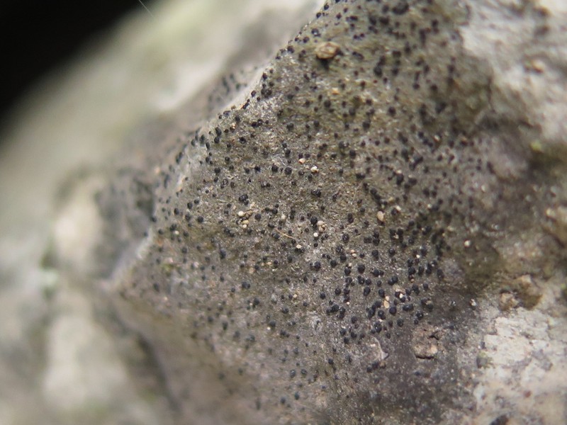 Calkins' Wart Lichen