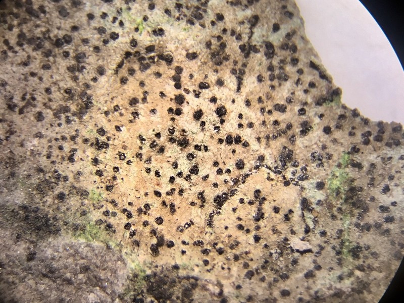 Calkins' Wart Lichen photo 2