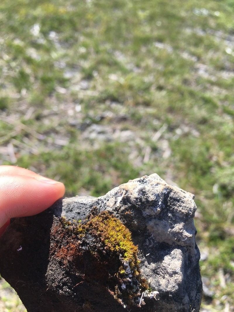 Calkins' Wart Lichen photo 3