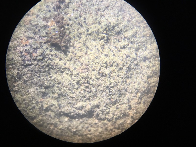 Calkins' Wart Lichen photo 4