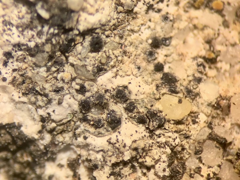 Calkins' Wart Lichen photo 5