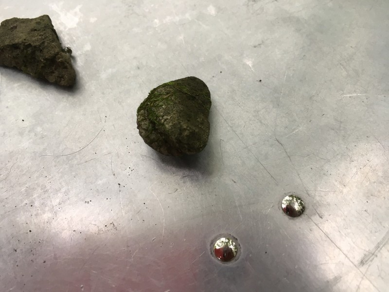 Calkins' Wart Lichen photo 6