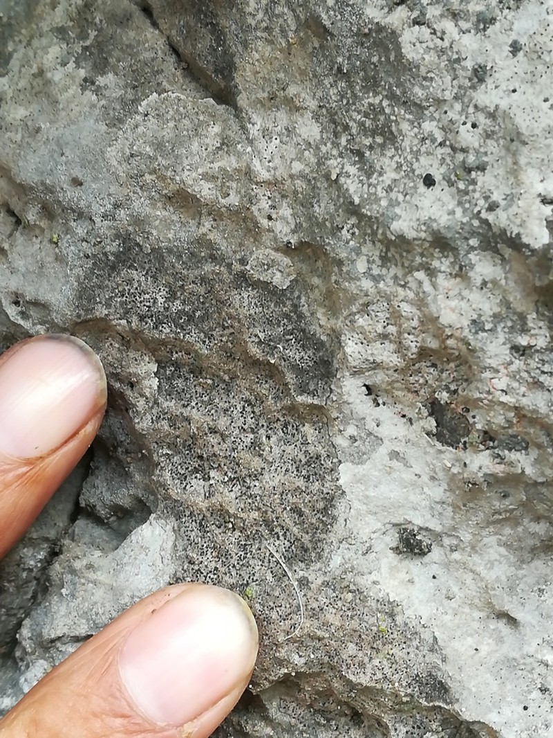 Calkins' Wart Lichen photo 7