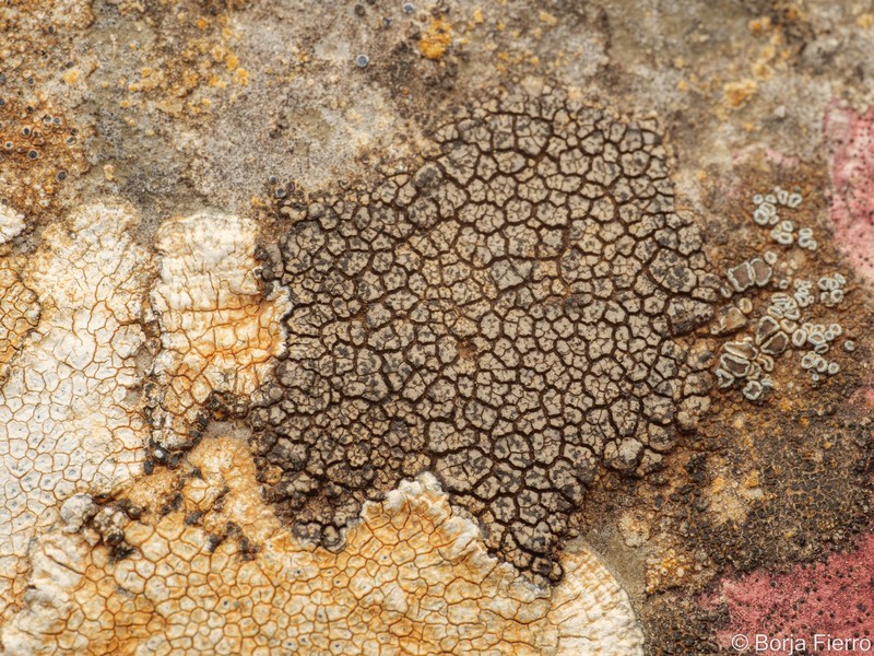 Wart Lichen