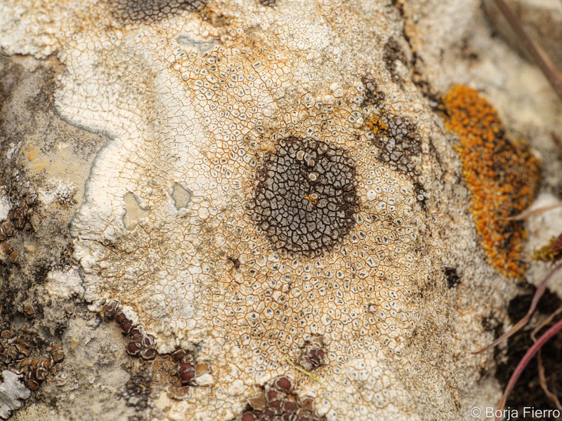 Wart Lichen photo 2