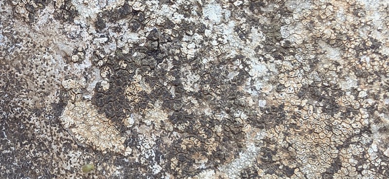 Wart Lichen photo 3