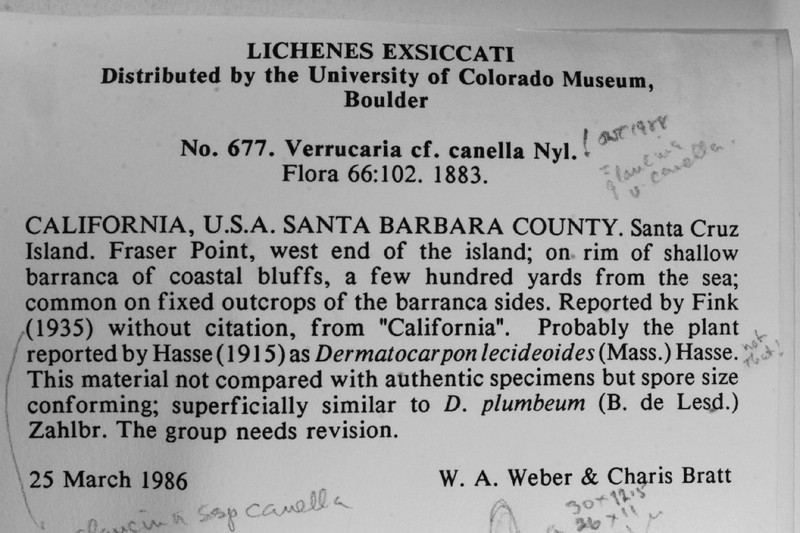 Wart Lichen photo 5
