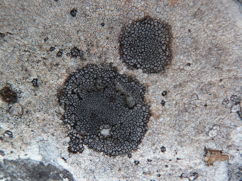 Wart Lichen