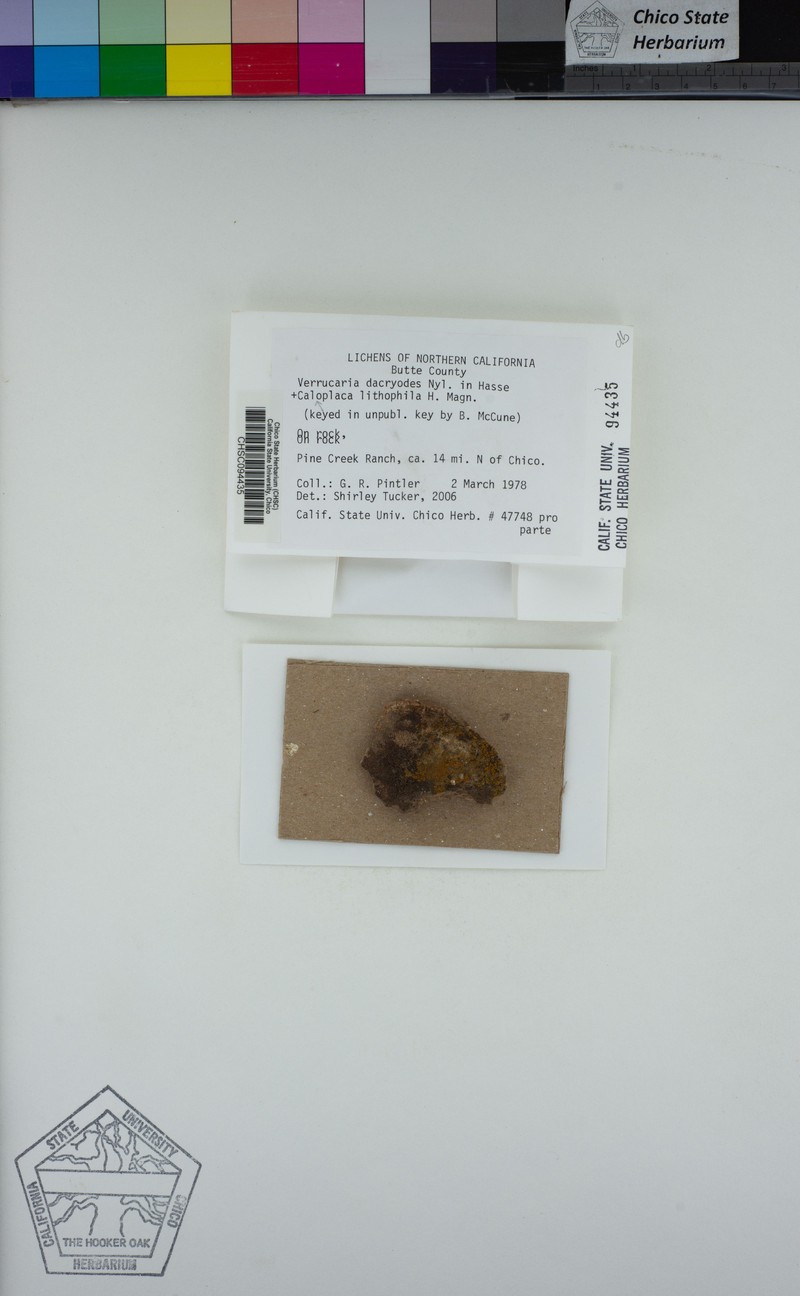 Wart Lichen photo 2