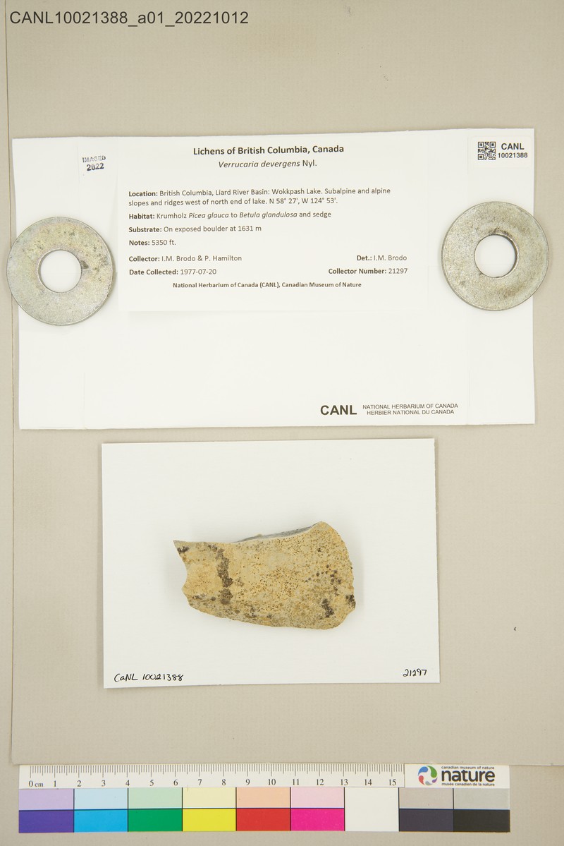 Verrucaria devergens photo 6