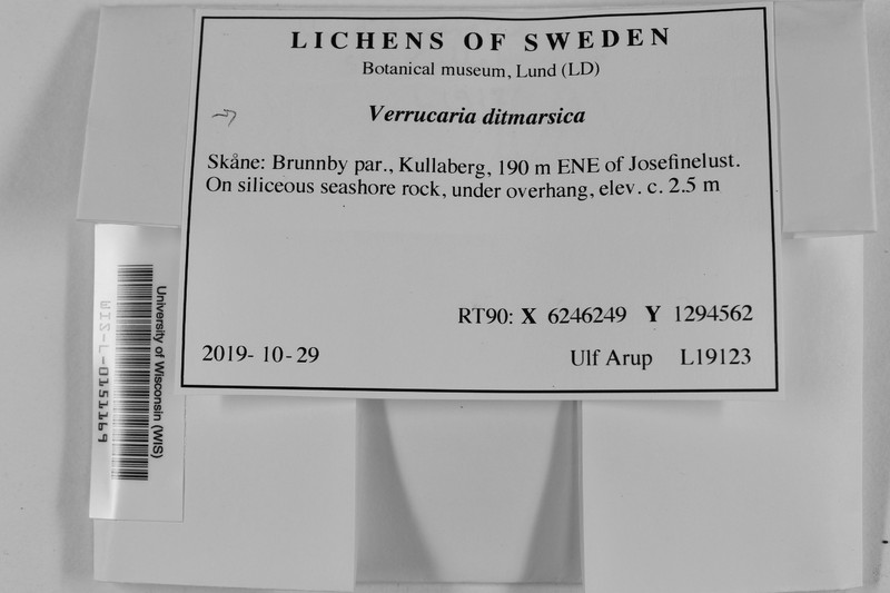 Wart Lichen