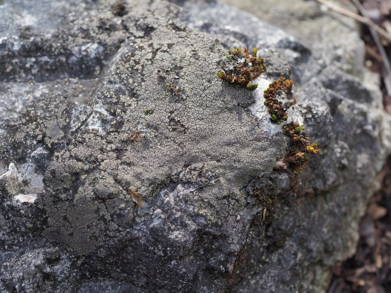 Fayette Wart Lichen photo 2