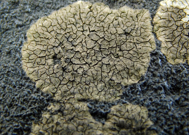 Fayette Wart Lichen