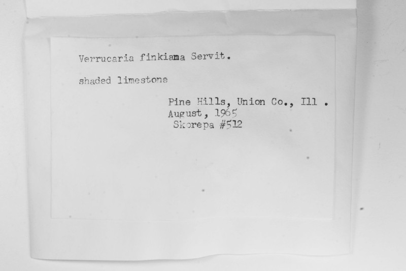 Fink's Wart Lichen