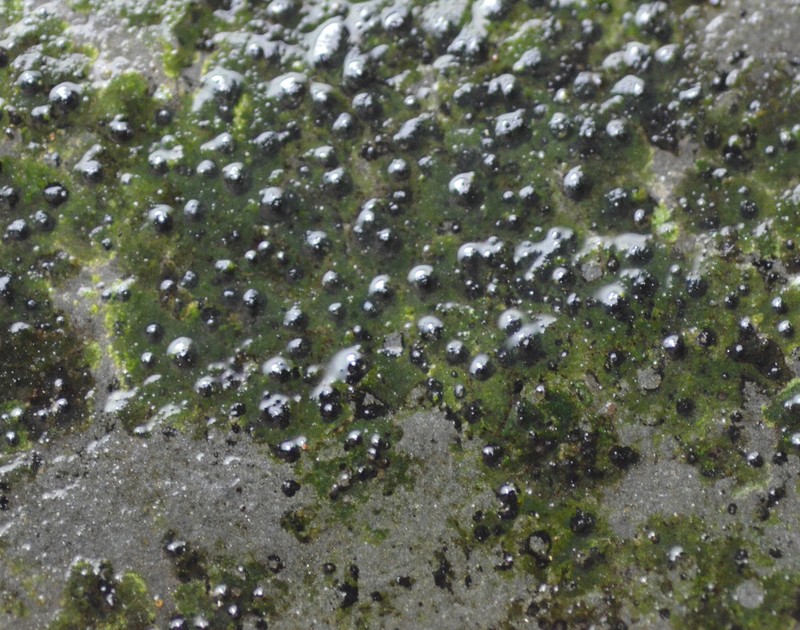 Funck's Wart Lichen photo 2