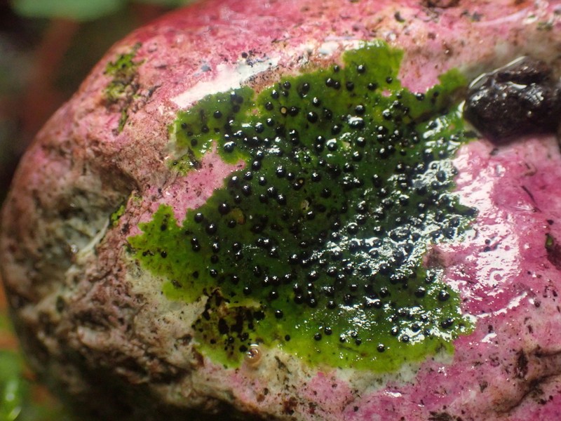 Funck's Wart Lichen photo 3