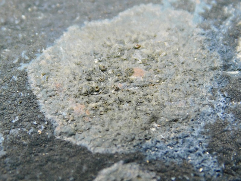 Funck's Wart Lichen photo 4