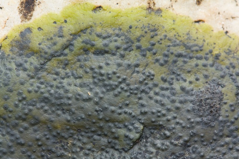 Funck's Wart Lichen photo 5