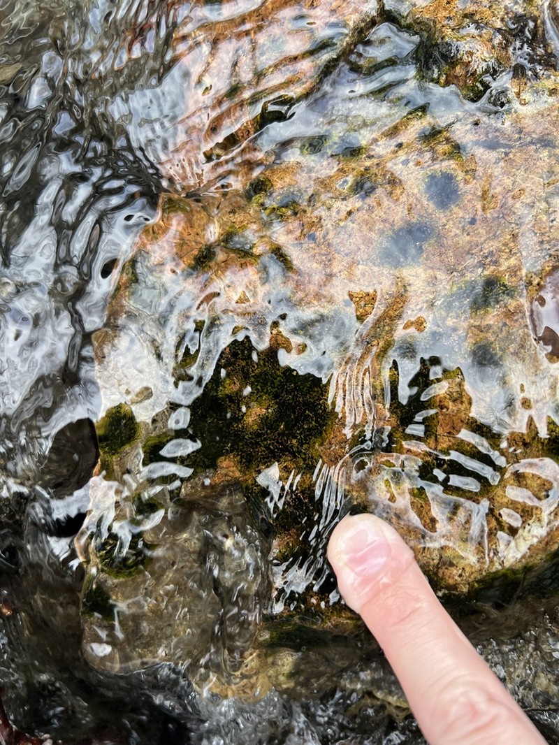 Funck's Wart Lichen photo 6