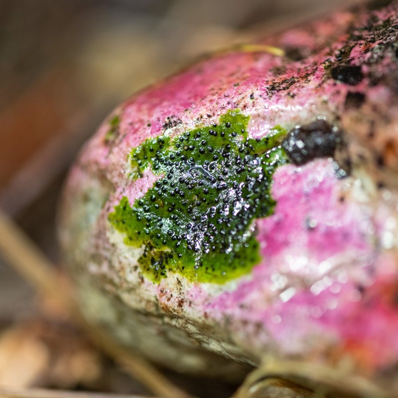 Funck's Wart Lichen photo 7