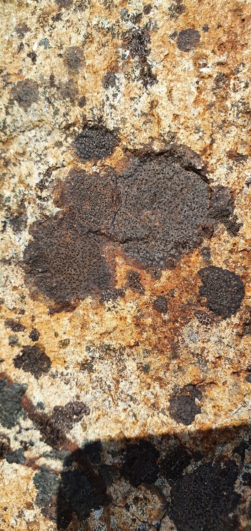 Wart Lichen