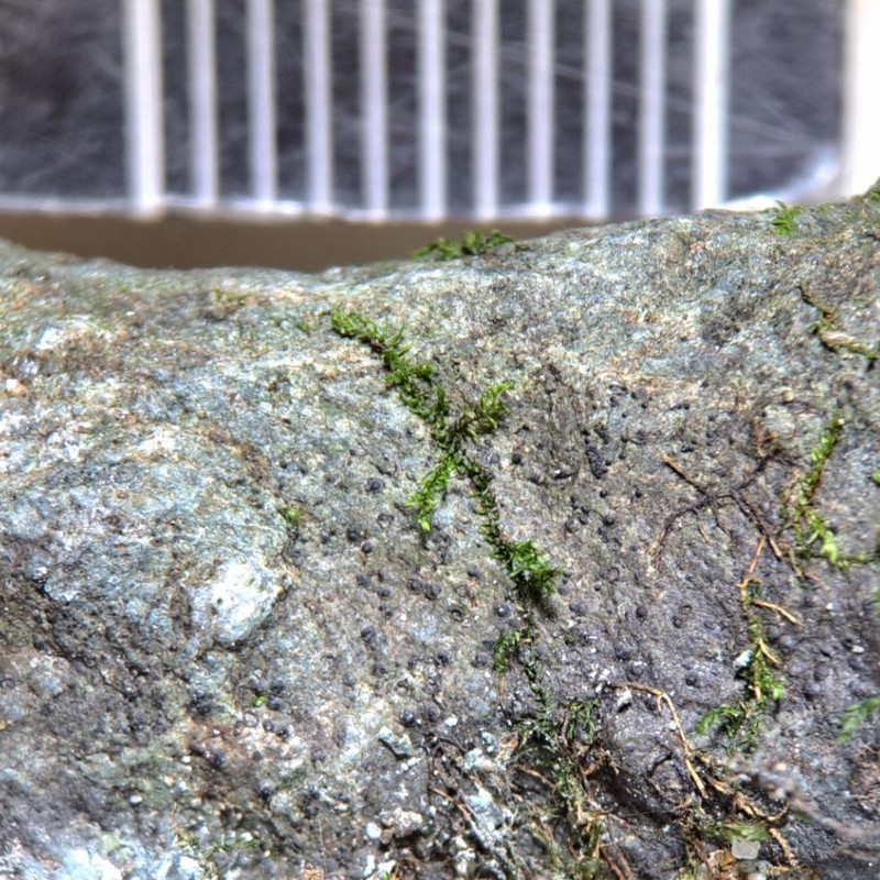 Wart Lichen