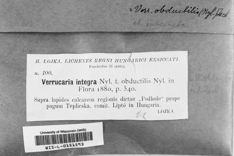 Verrucaria integra photo 6
