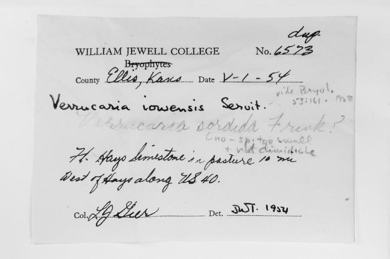 Wart Lichen photo 3