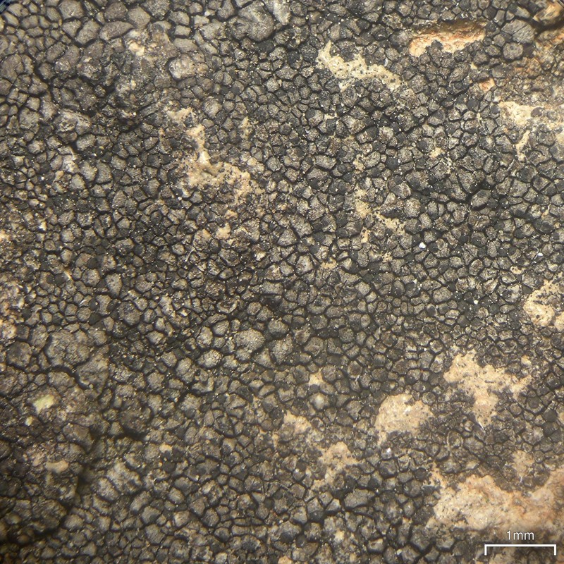 Wart Lichen