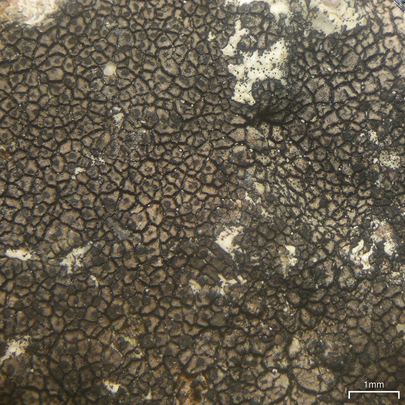 Wart Lichen photo 2