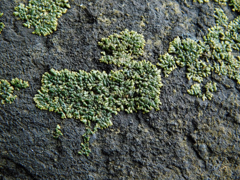 Verrucaria lobata