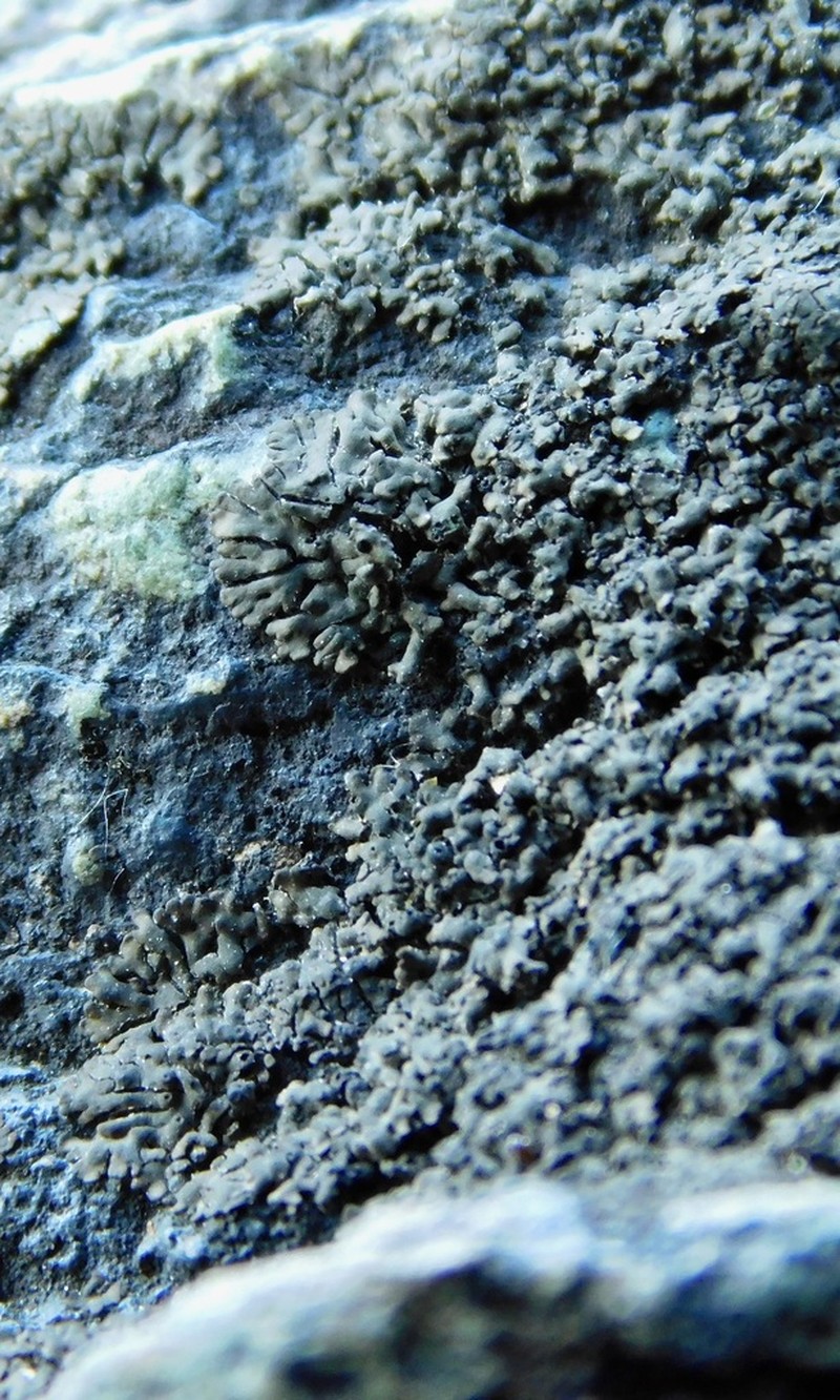 Verrucaria lobata photo 2
