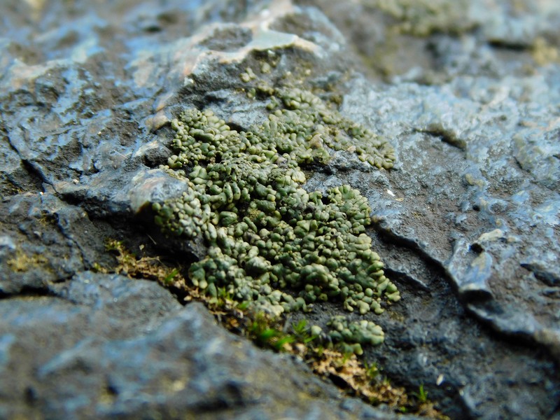 Verrucaria lobata photo 3