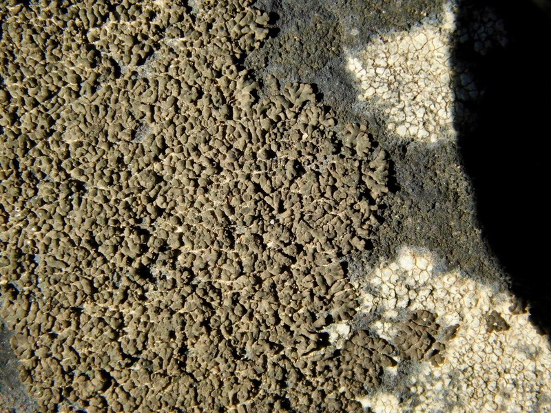 Verrucaria lobata photo 4