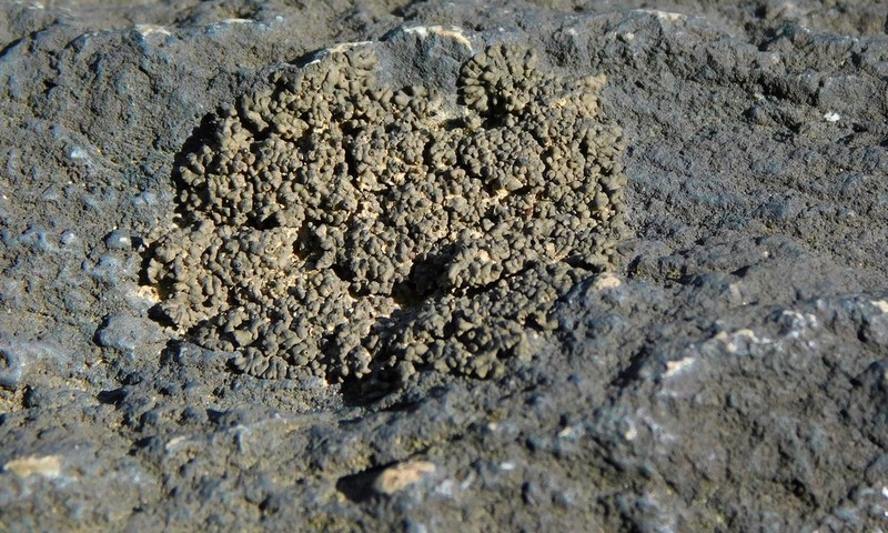 Verrucaria lobata photo 5