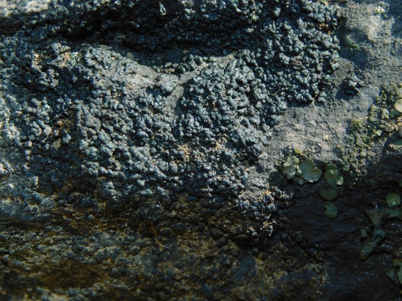 Verrucaria lobata photo 6