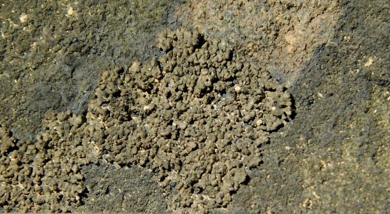 Verrucaria lobata photo 7