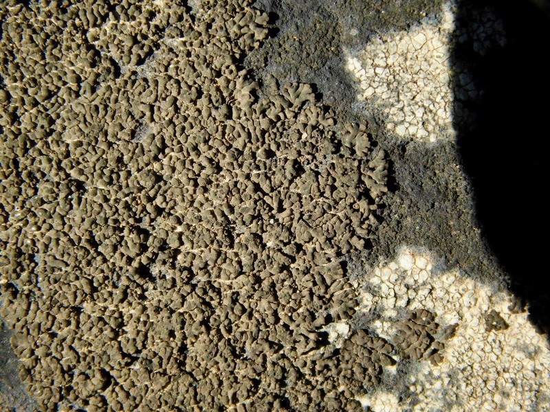 Verrucaria lobata photo 8