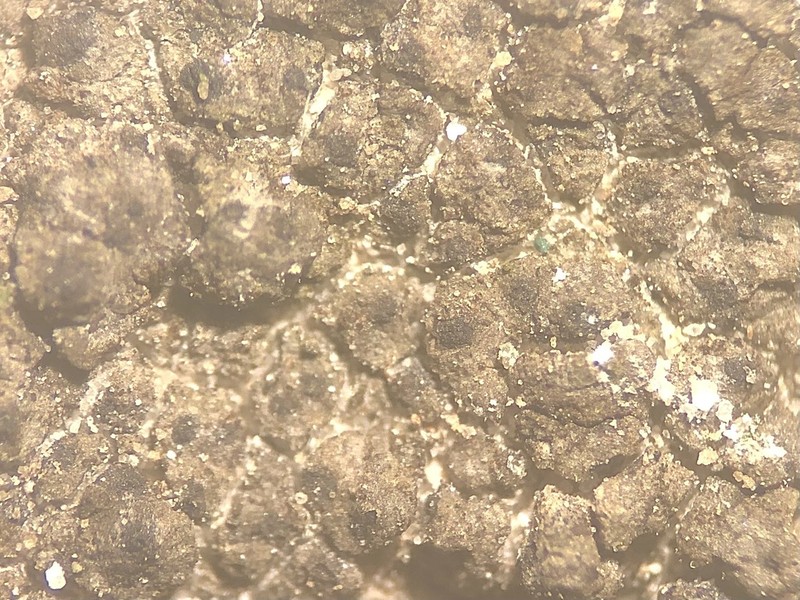 Wart Lichen
