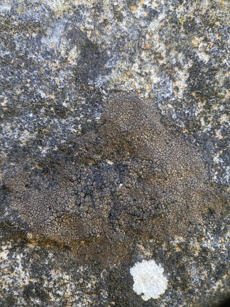 Wart Lichen photo 2