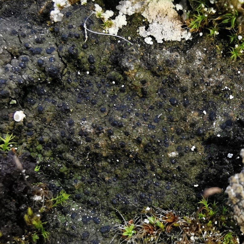 Wart Lichen photo 3
