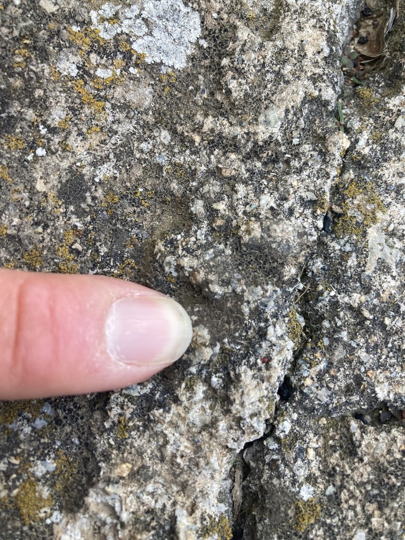 Wart Lichen photo 4