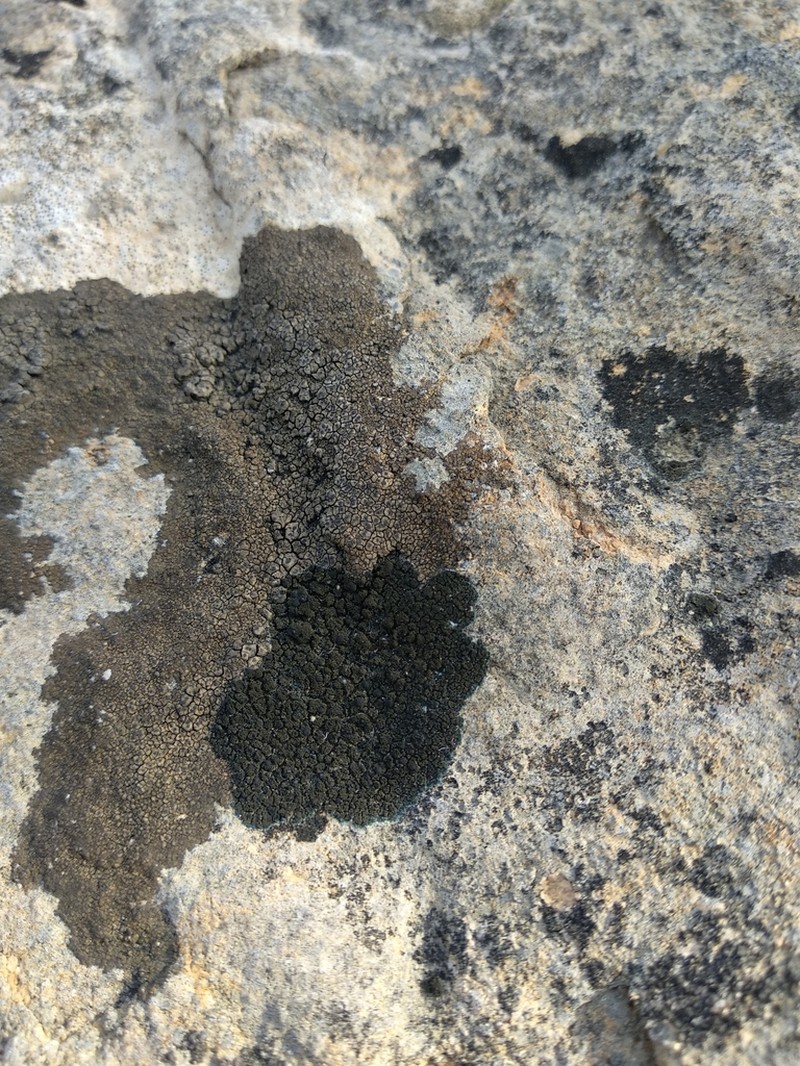 Wart Lichen photo 5