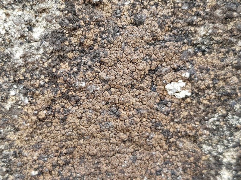 Wart Lichen photo 6