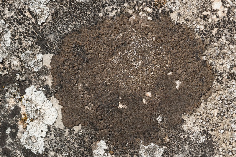 Wart Lichen photo 7