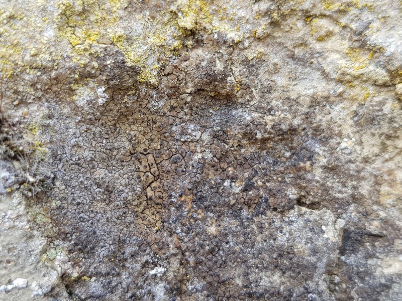 Wart Lichen photo 8