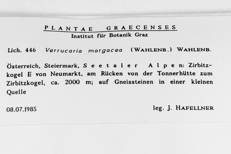 Wart Lichen photo 5